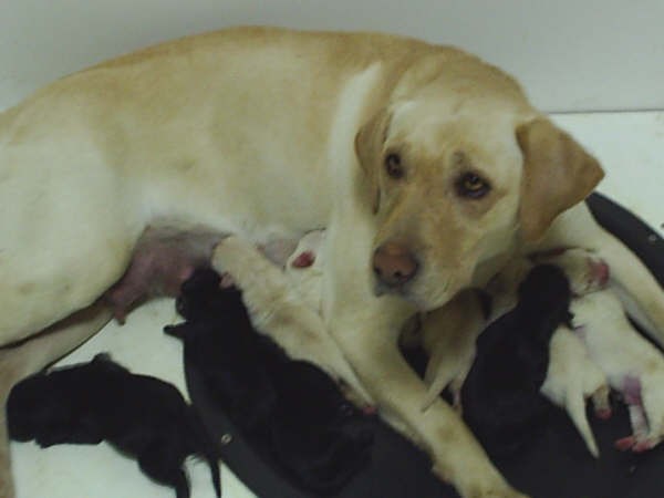 Bella Pups_008.jpg
